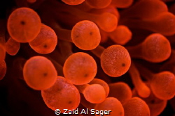 Red Sea .. Red Anemone by Zaid Al Sager 